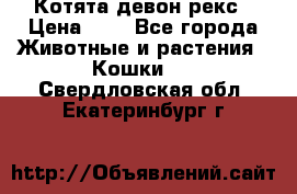 Котята девон рекс › Цена ­ 1 - Все города Животные и растения » Кошки   . Свердловская обл.,Екатеринбург г.